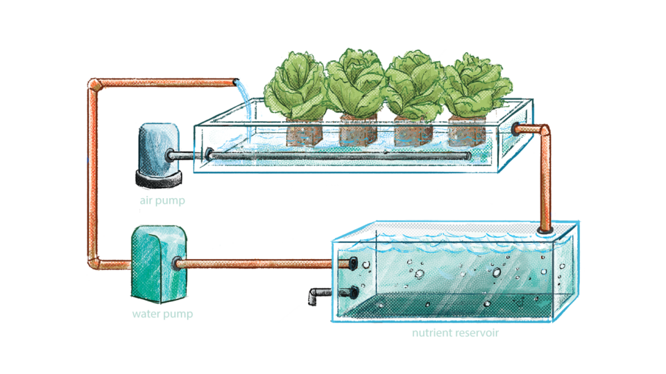 The Big Idea: Hydroponics & Aquaponics – Envision – College of ...