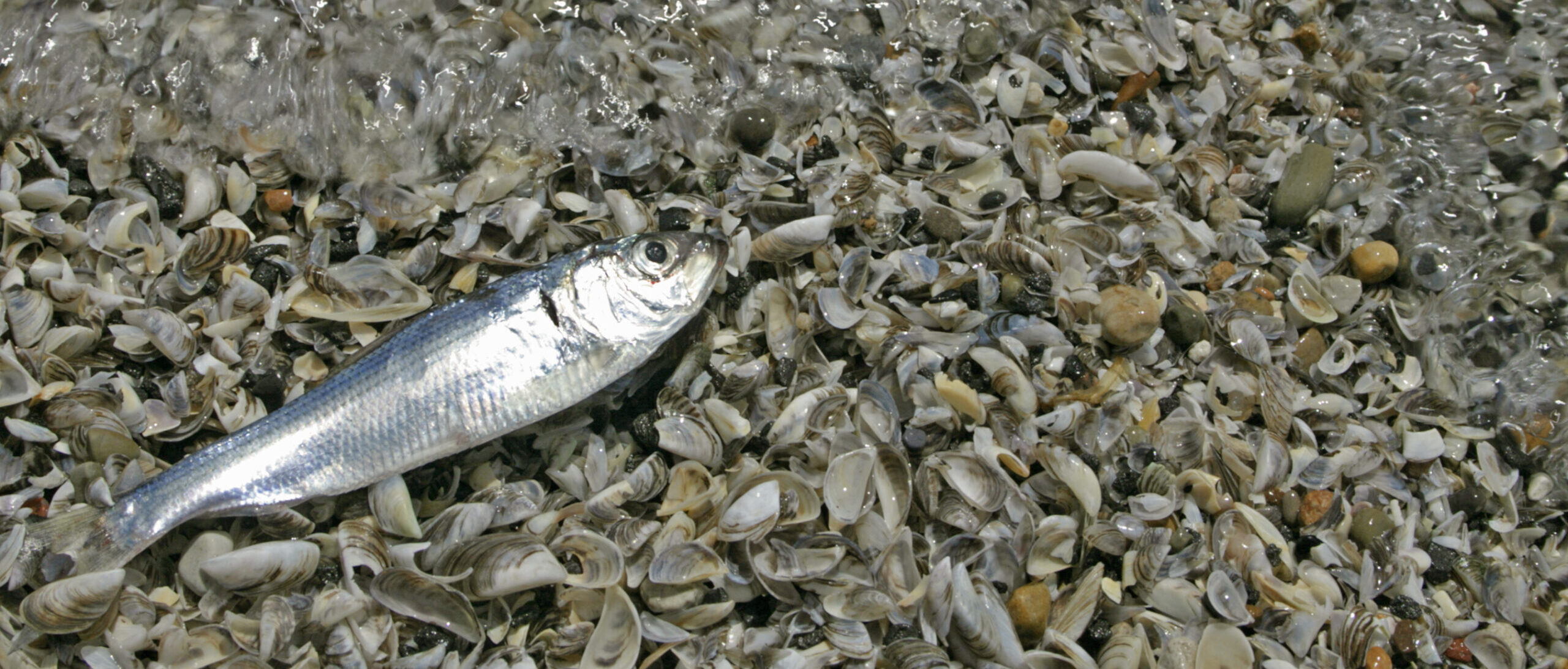 fish on beach