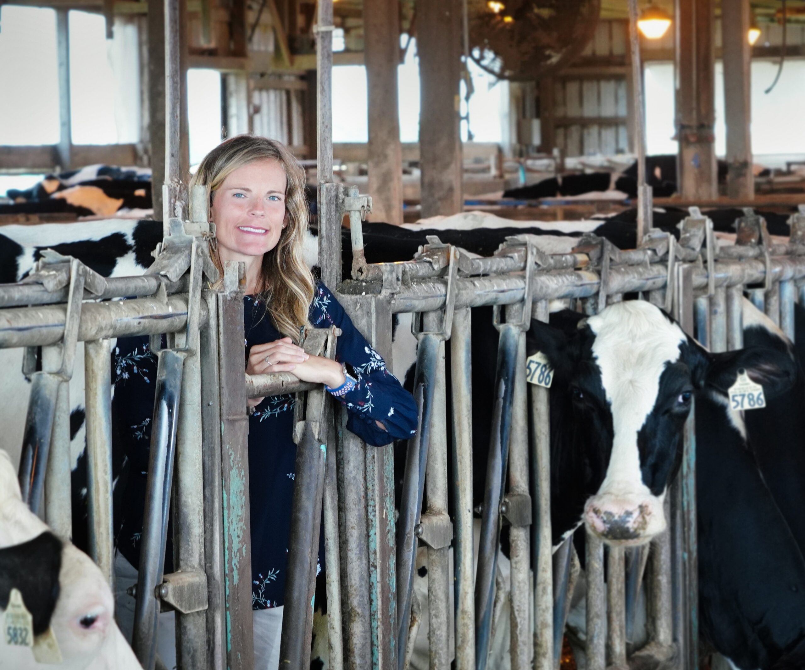 Liz with cows