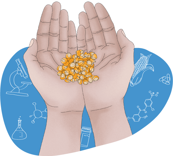 hands holding corn illustration