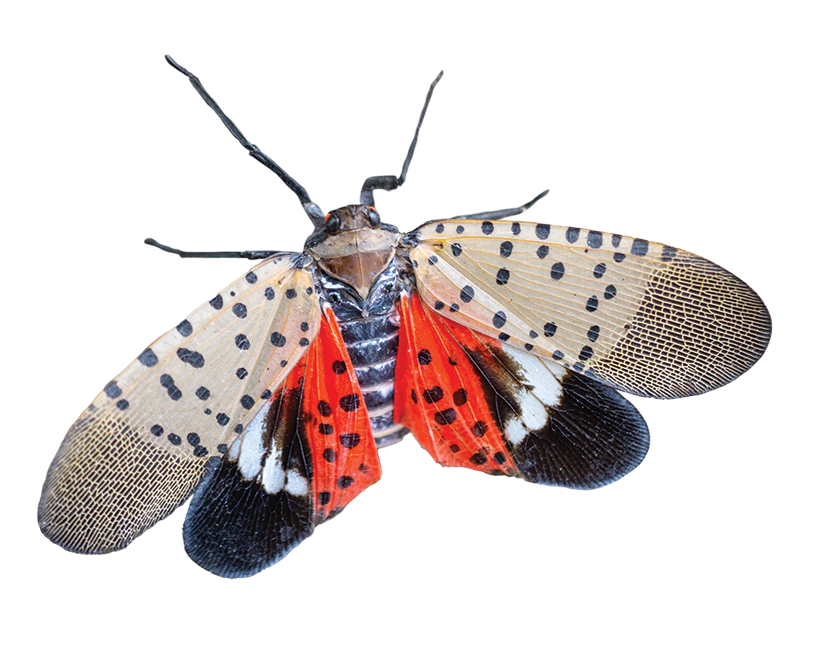 SPOTTED LANTERNFLY ADULT