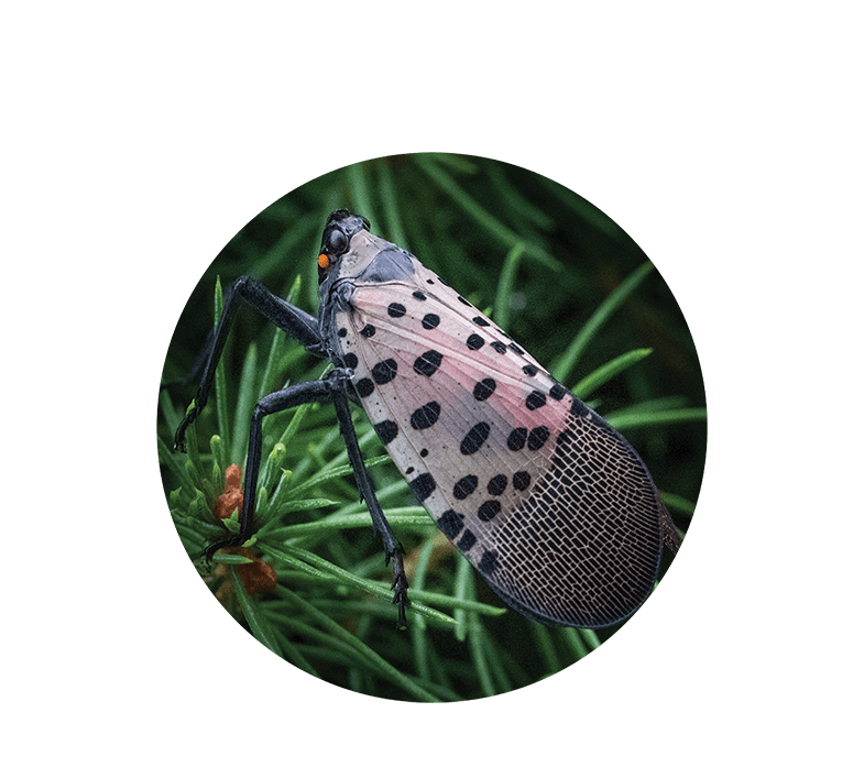 spotted lanternfly 2