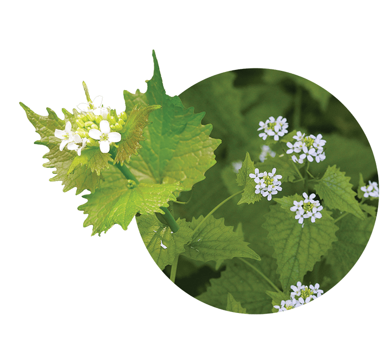 garlic mustard