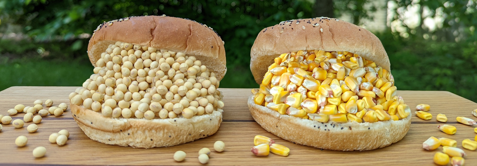 two hamburger buns, one filled with soybeans, the other with corn