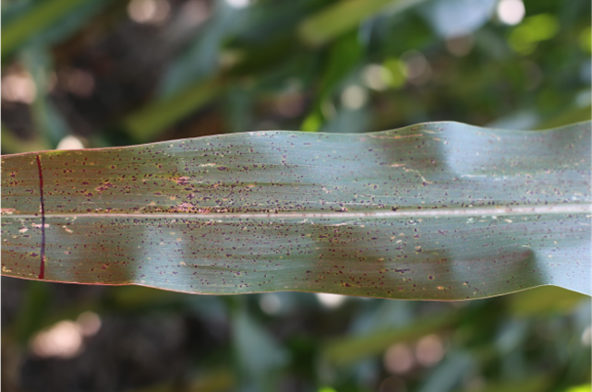 Silver Leaf Symptom in Corn (Purdue University)