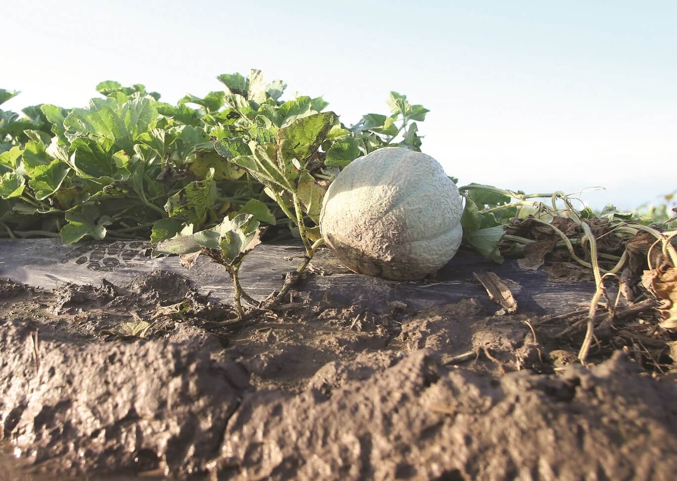 Cantaloupe in field