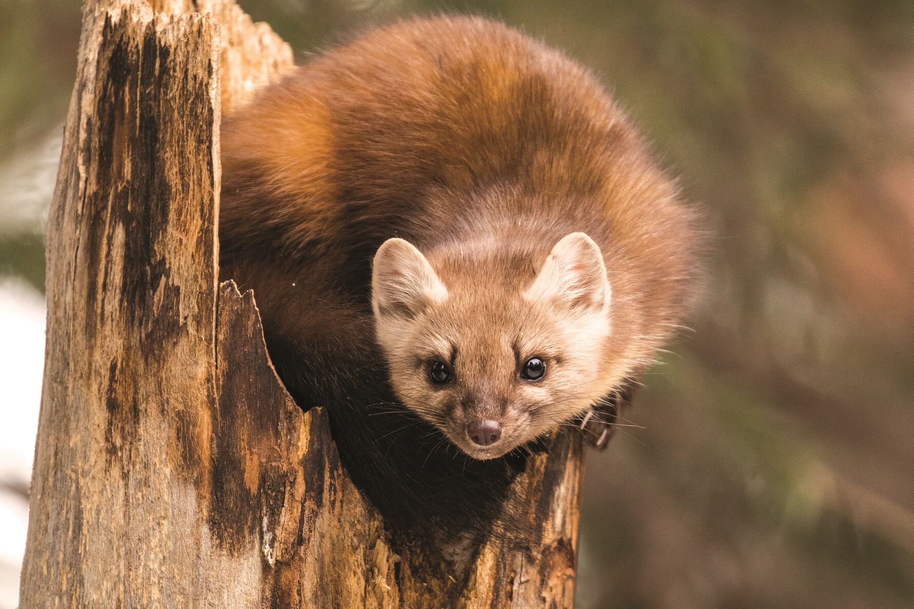 MARTENS