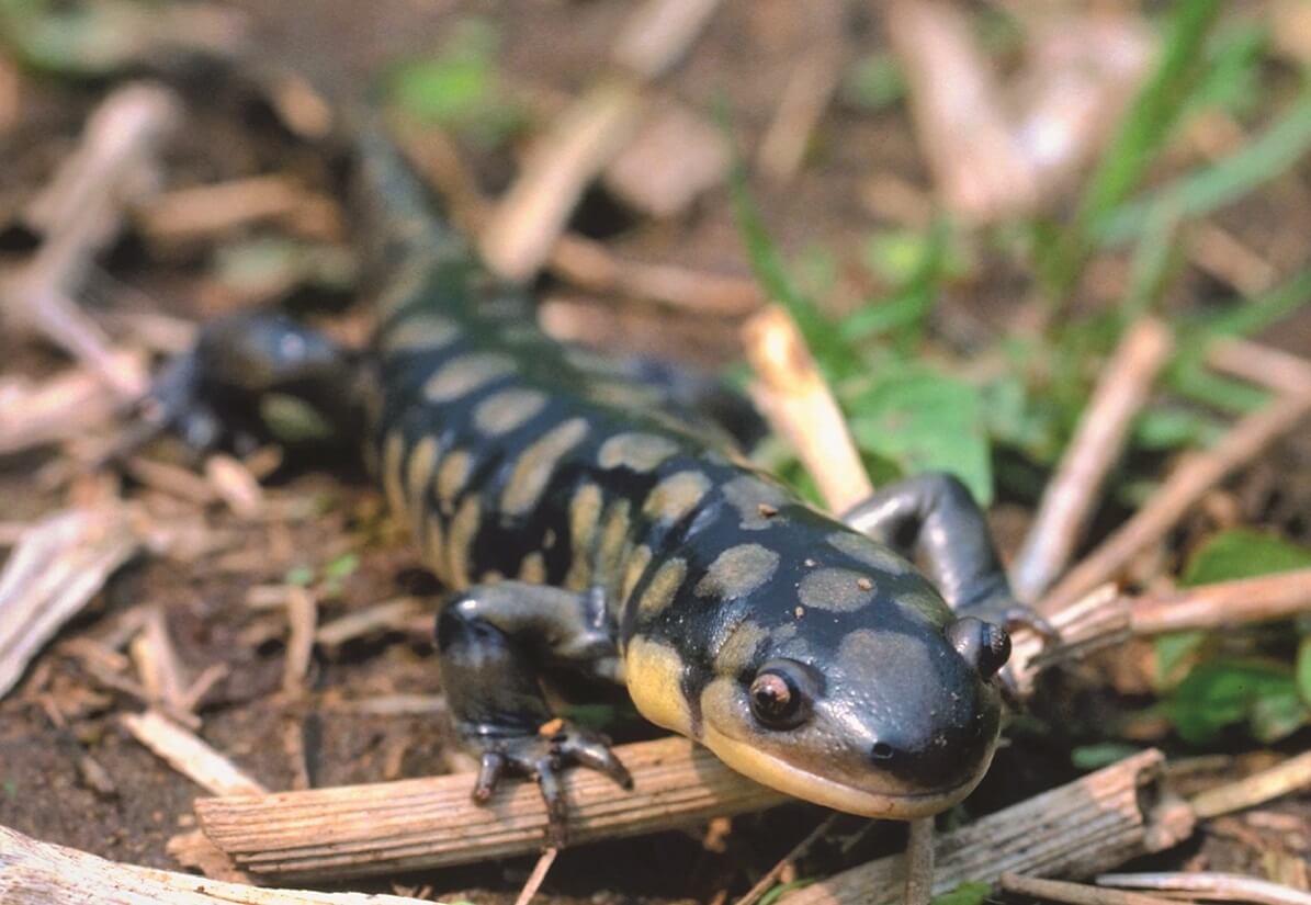 Eastern tiger salamander