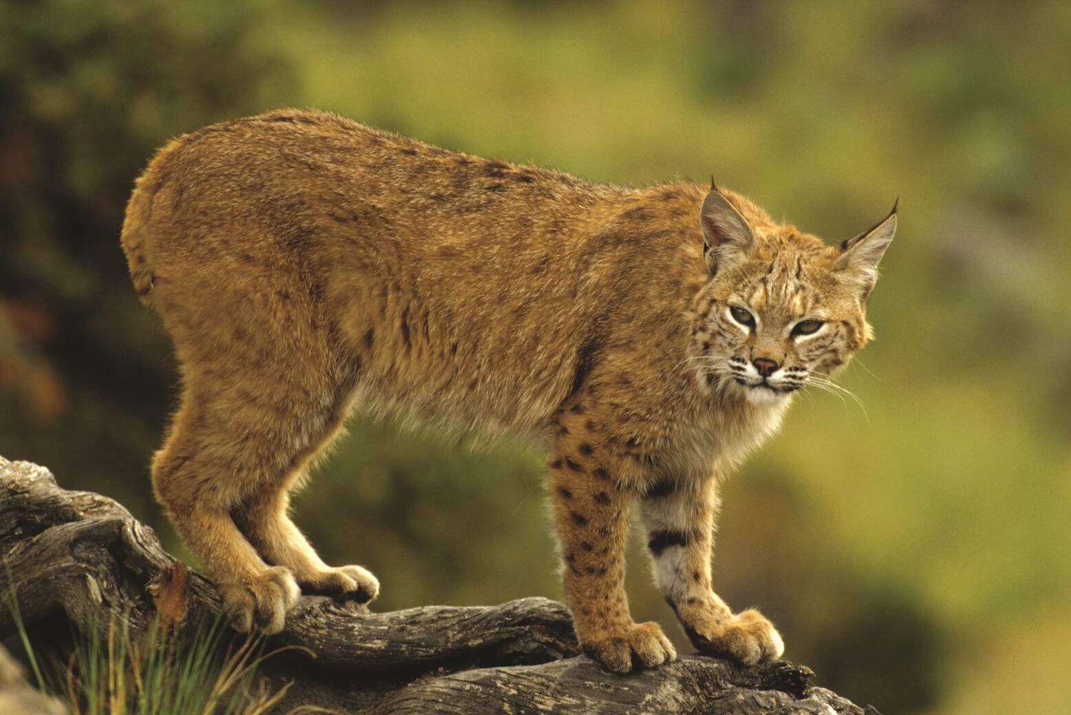 Bobcat