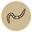 earthworm