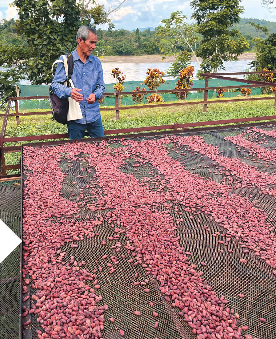 man in cacao field