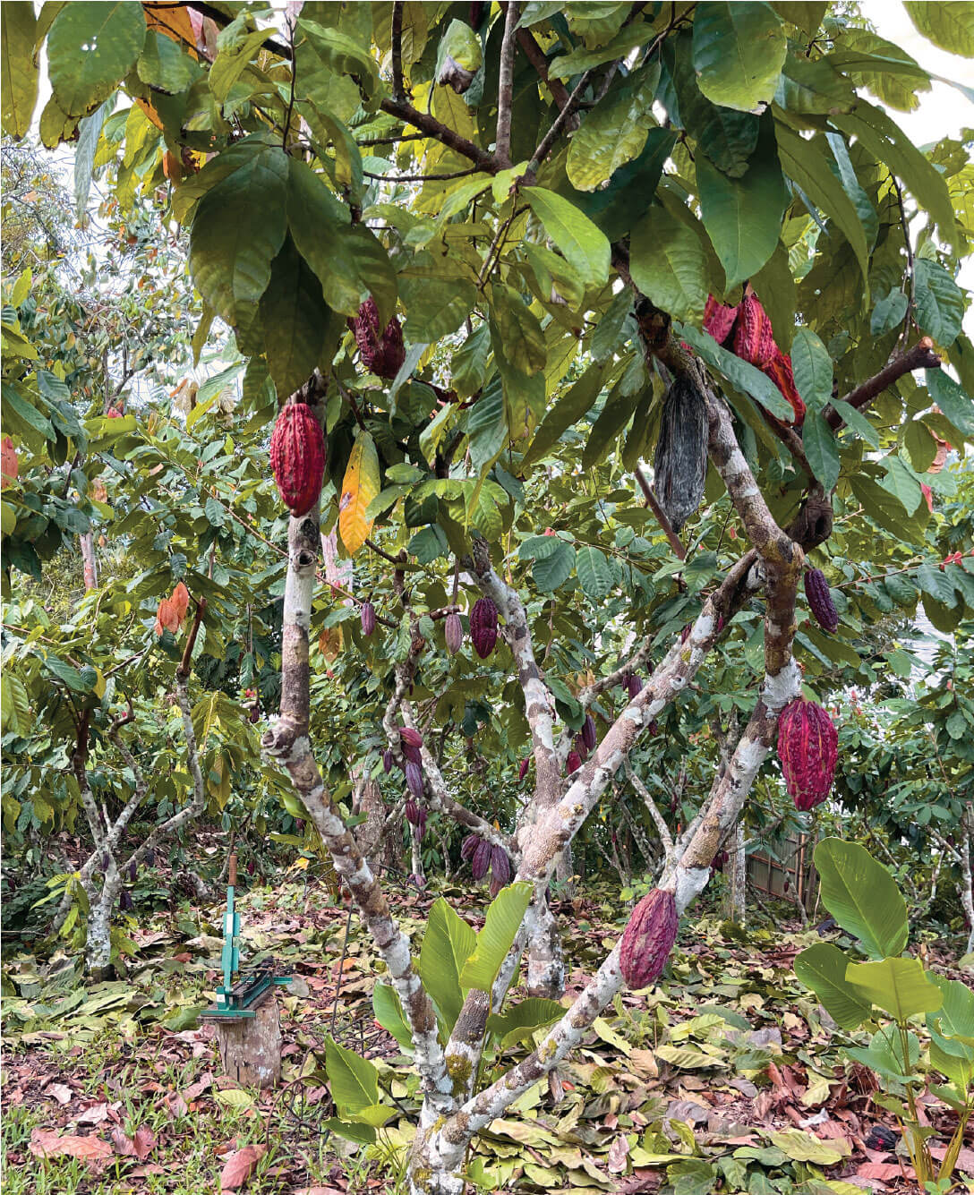 cacao tree