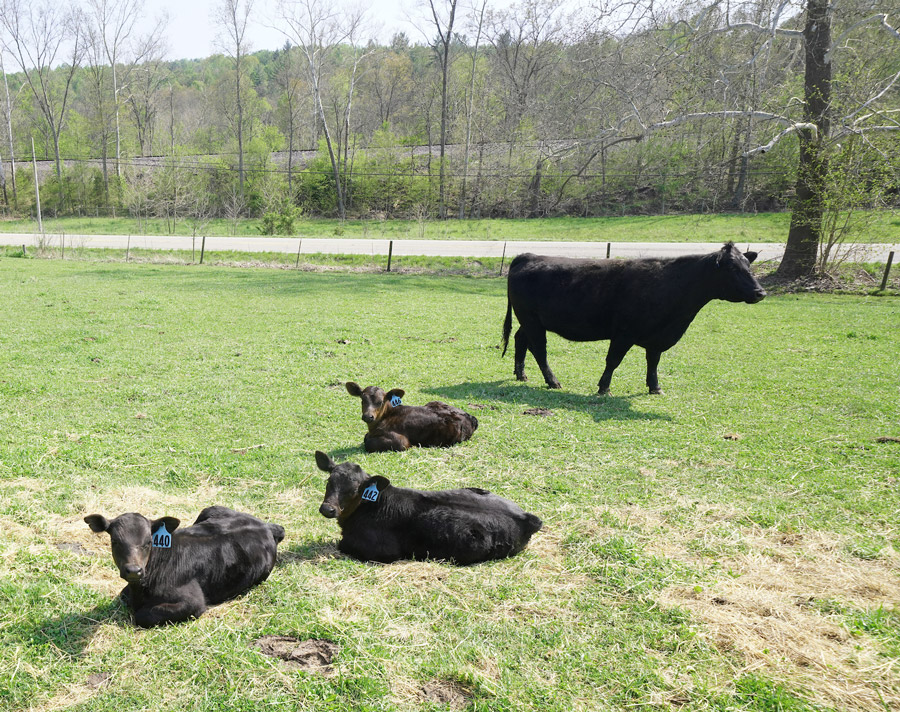 cows in pasture