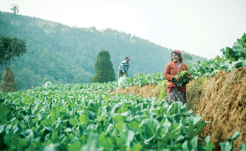 Vegetable producers in Kavre District, Nepal.