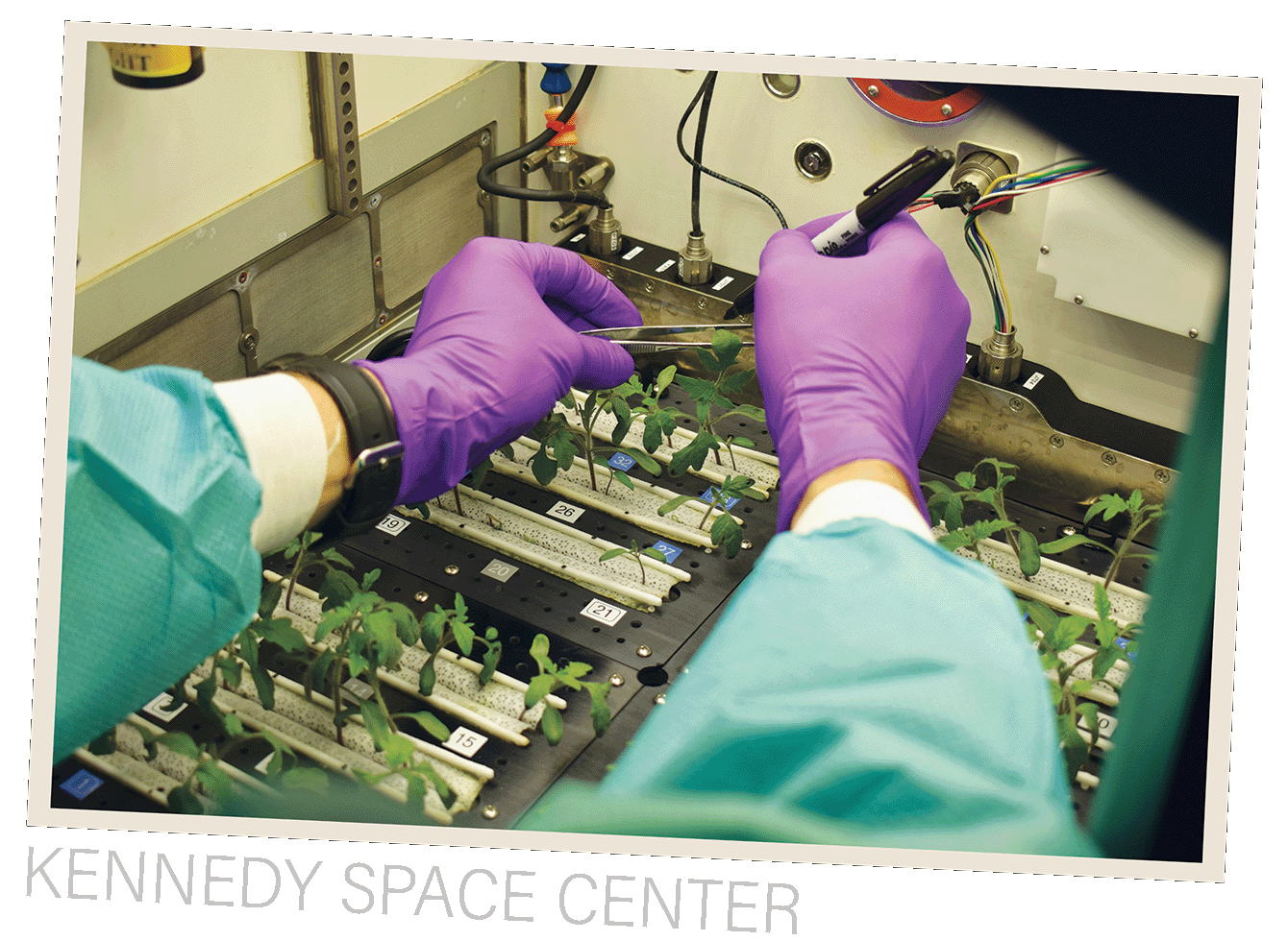 leaf marking - kennedy space station