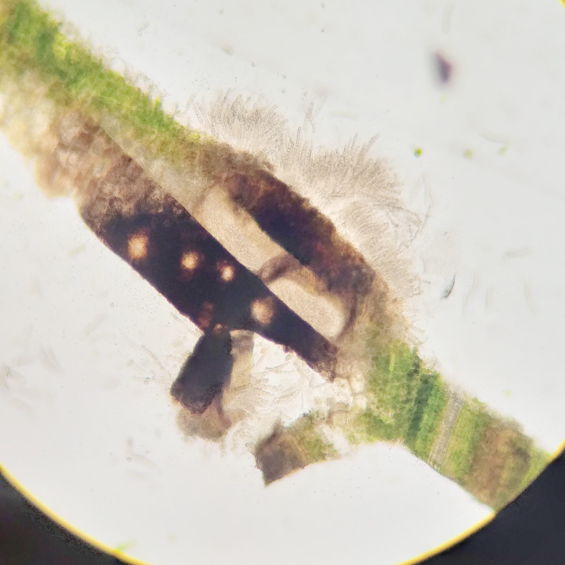 tar spot under microscope