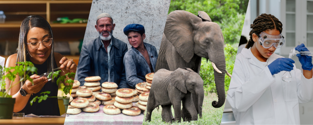 combined photos of One Health related areas, including a woman working with plants, international men selling baked bread, elephants, and a woman in a lab working with medicinal chemicals