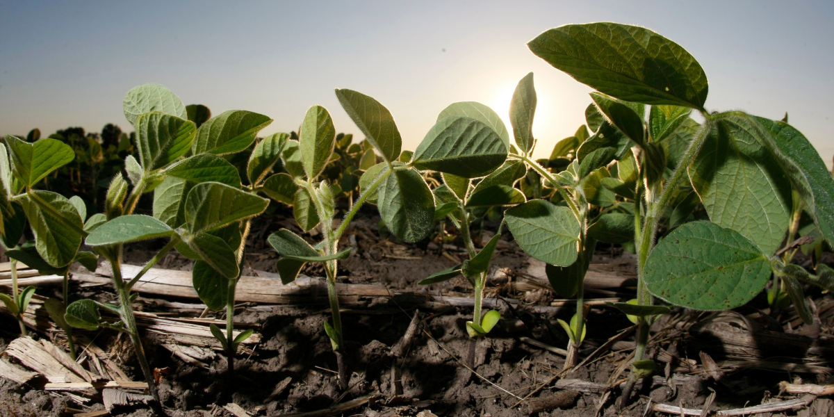 backlit soybean plants