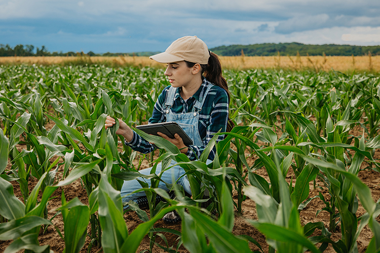 female farmer holds mobile device while inspecting corn. 
