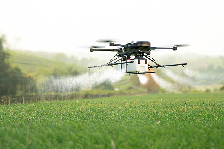drone flies over a field spraying crops