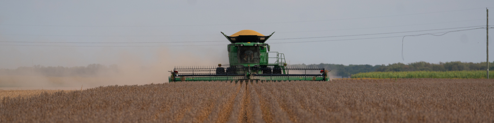 Combine harvesting a soybean field