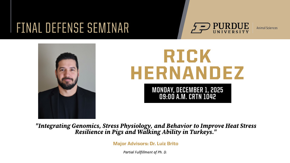 Flyer for a Final Defense Seminar at Purdue University, Department of Animal Sciences. The seminar is for Ph.D. candidate Rick Hernandez, with a headshot of him included. The title of his presentation is: "Integrating Genomics, Stress Physiology, and Behavior to Improve Heat Stress Resilience in Pigs and Walking Ability in Turkeys." The event is scheduled for Monday, December 1, 2025, at 09:00 A.M. in CRTN 1042. His major advisor is Dr. Luiz Brito. Text notes that this is in partial fulfillment of a Ph.D.
