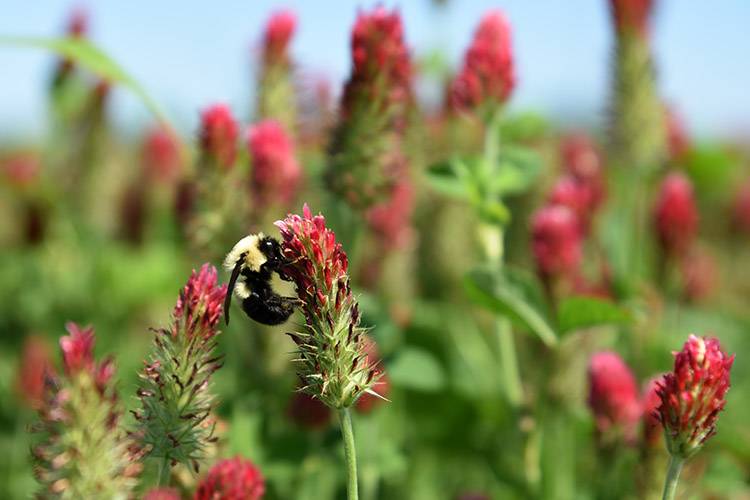 bee on crimson clover