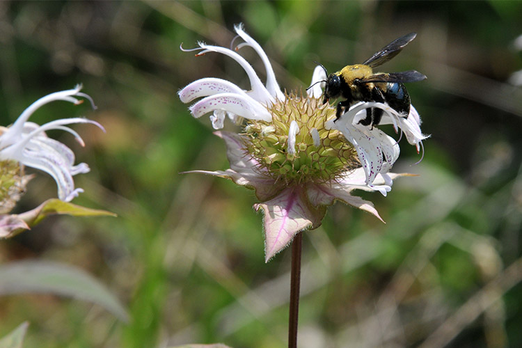 bee inside flower