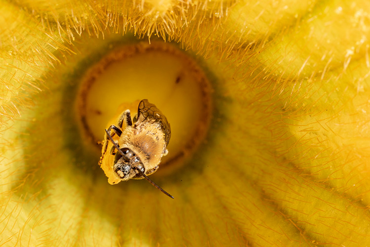 pollinator in pumpkin flower