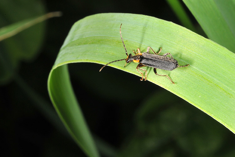 soldier beetle on grass leaf