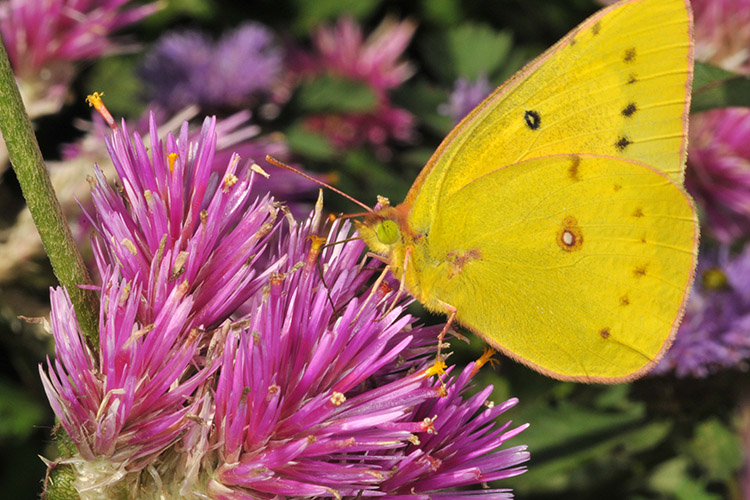 sulphur butterfly on purple flower