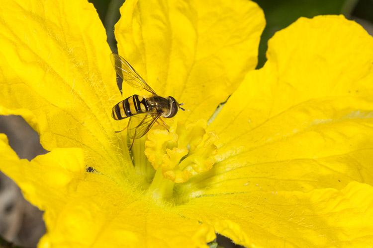 syrphid fly on yellow flower