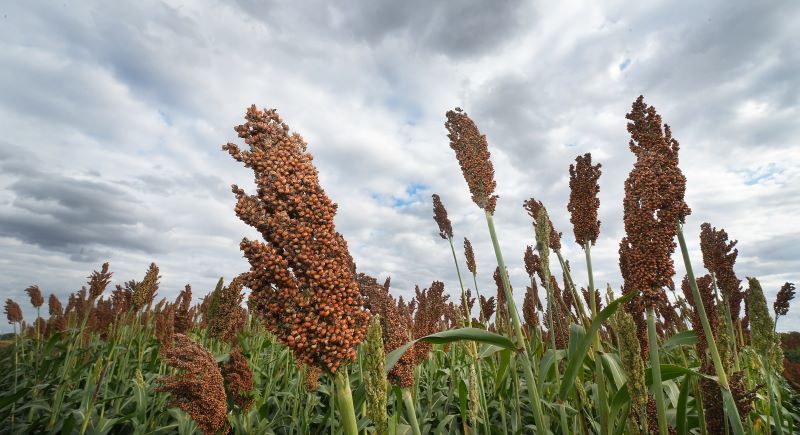 Sorghum field