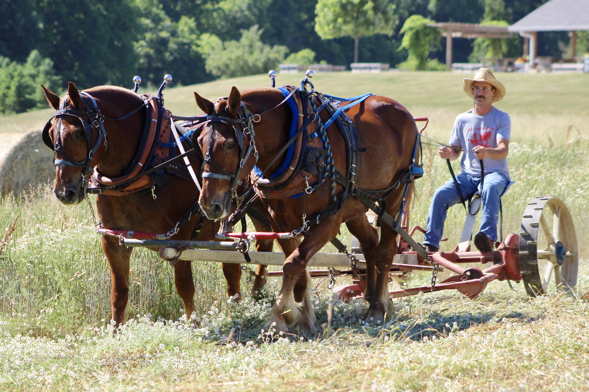 Two draft horses harnessed side by side pull a farm implement through a grassy field, guided by a person seated behind them on a sunny day.