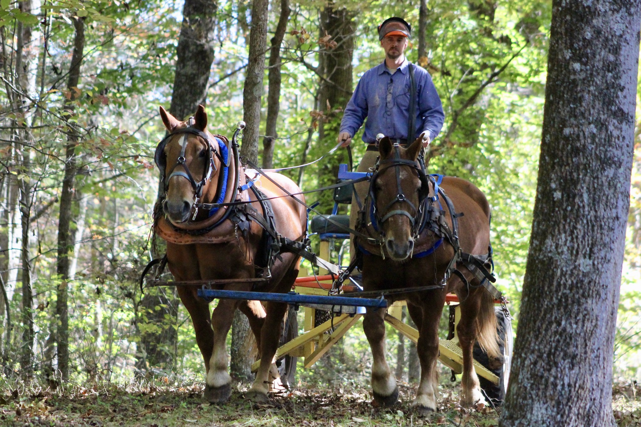 A pair of harnessed draft horses stand in a wooded area, attached to a piece of equipment while a handler stands behind them holding the reins.