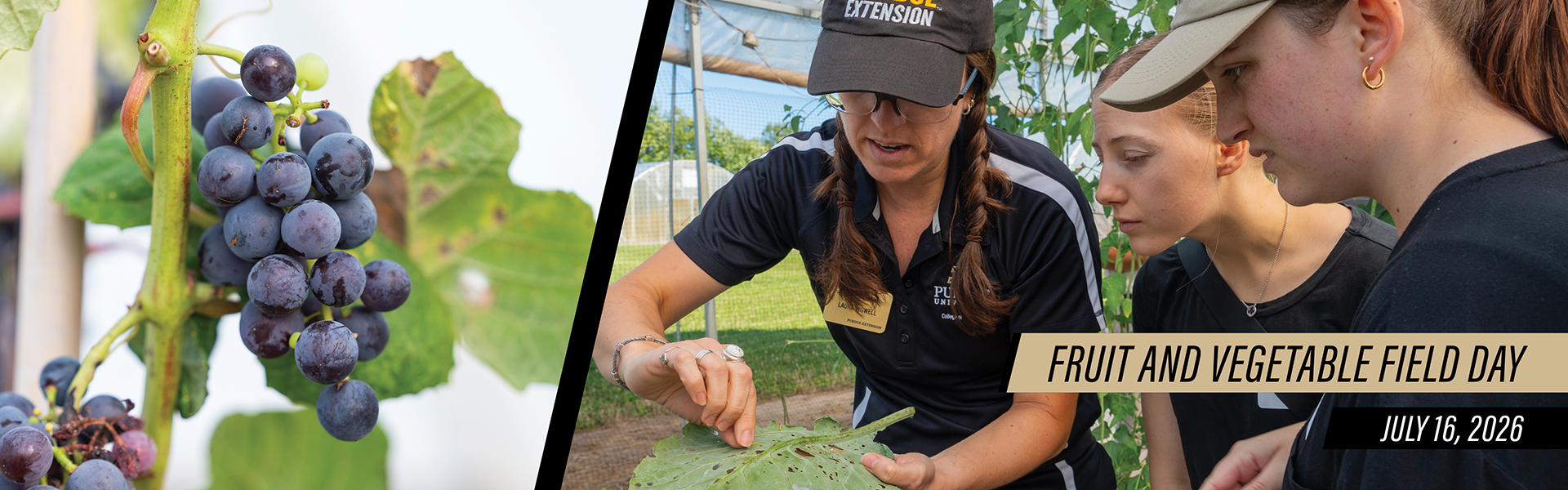 Graphic for the Purdue Fruit and Vegetable Field Day