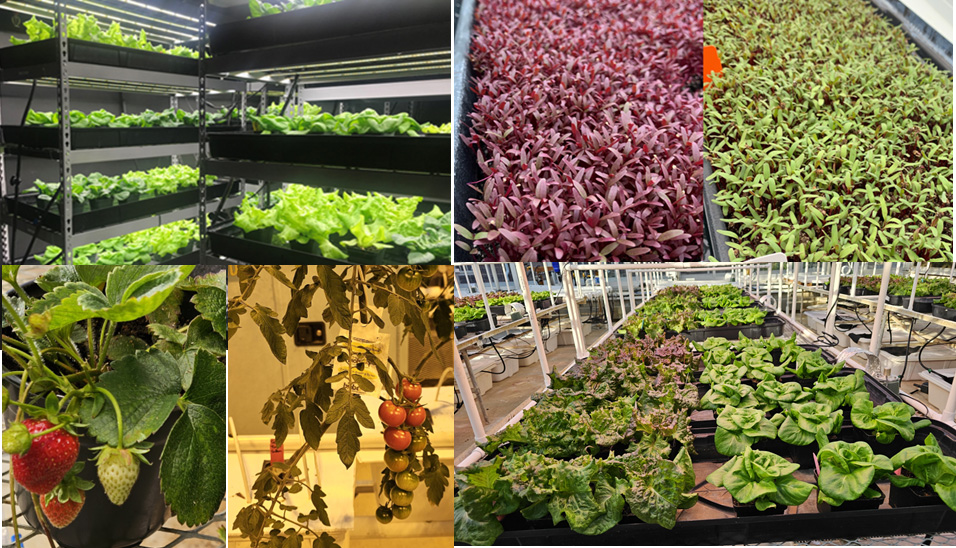 Collage of photos of hydroponic crop production systems.