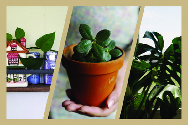 Getting Rooted: Plant Repotting Bar