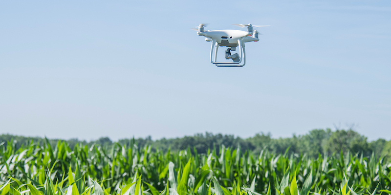 drone flying over corn field