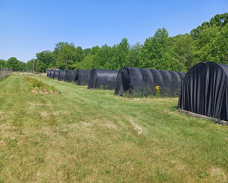 Lugar shadehouse study
