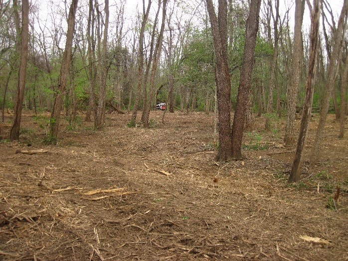 Invasive cleared out for forest ground, Richard Lugar Forest Farm property.