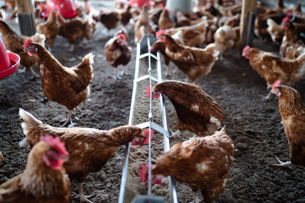 Image for Kenya: Safer Poultry Production Practices