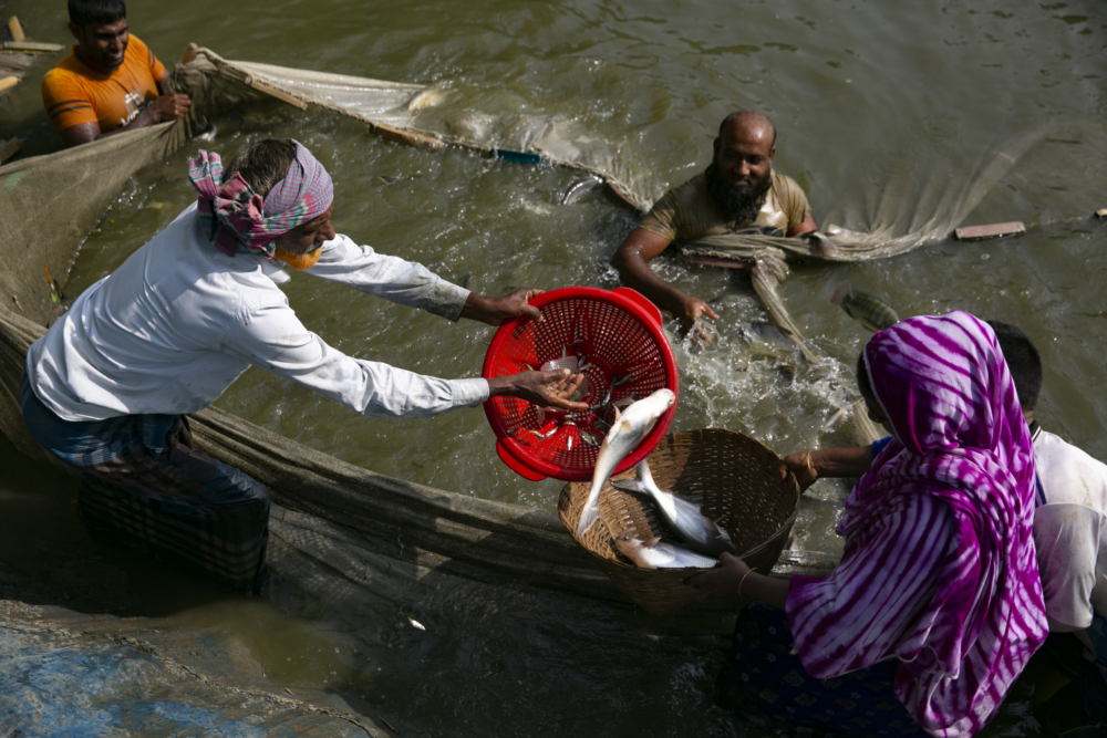 Image for Enhancing food safety in fish and chicken value chains of Bangladesh