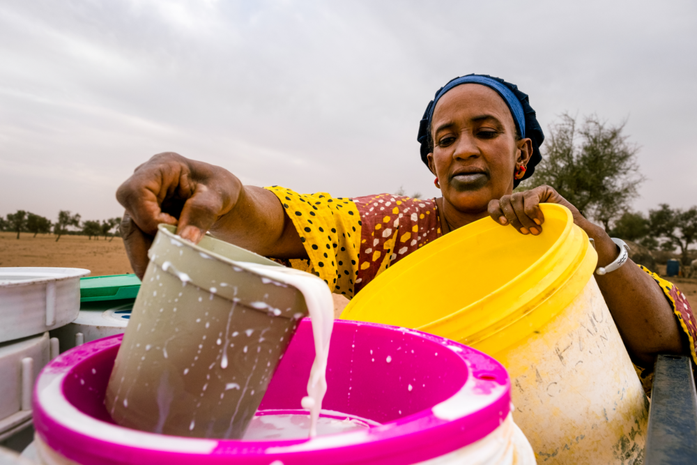 Image for Senegal: Safer Milk Production and Processing