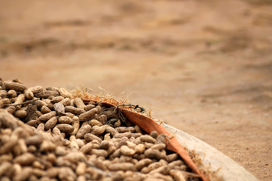 Image for Senegal: Reducing Groundnut Contamination