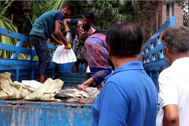 Preparing fish for experimental auctions in Bangladesh
