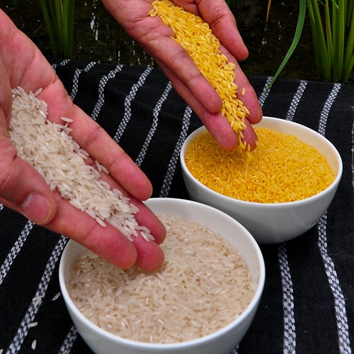 a bowl of white rice sits next to a bowl of golden rice on a blue blanket. A hand pours white and golden rice into each corresponding bowl.