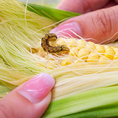 hands pull back husk of corn to reveal brown corn ear worm