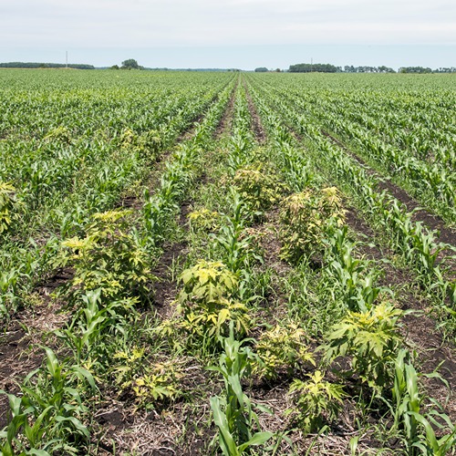 patches of rag weed tower over young corn plants in a field