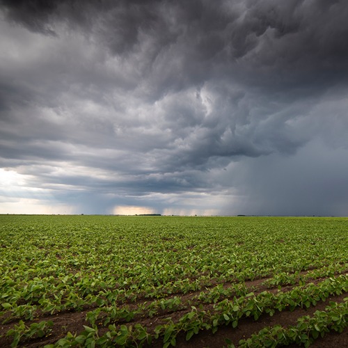 storms darken the sky over a soybean field, rain falls in the horizon